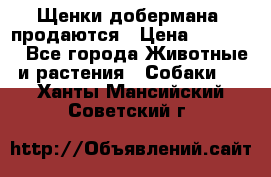 Щенки добермана  продаются › Цена ­ 45 000 - Все города Животные и растения » Собаки   . Ханты-Мансийский,Советский г.